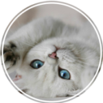 Pet Services Cat Sitter