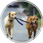 dog-pet-services-montreal