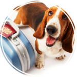 Pet services dog kennel boarding