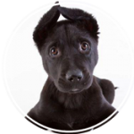 Dog Training Montreal
