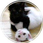 Cat Hotel Montreal