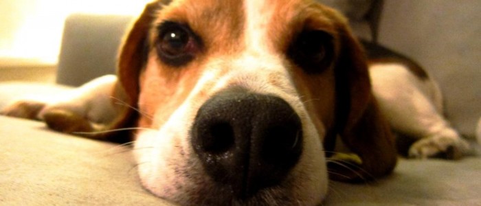 Foster Dog Paco
