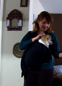Dog in baby sling