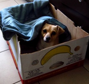 Chihuahua in a box