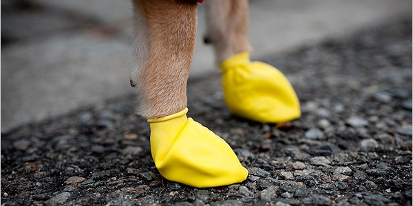 Dog Boots Review