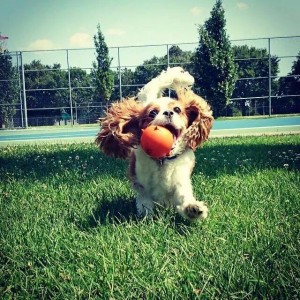 teach your dog to walk off leash