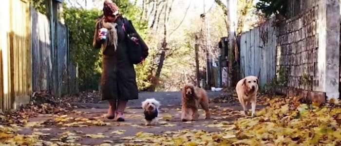 teach your dog to walk off leash
