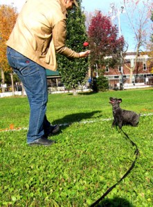 long training leash