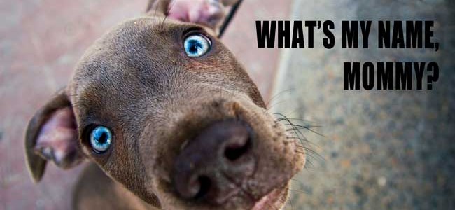 dog names