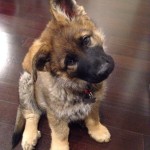 puppy dog names