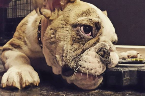 DoggyDay Centre Canin | Premier Pet Services Montreal