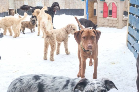 DoggyDay Centre Canin | Premier Pet Services Montreal