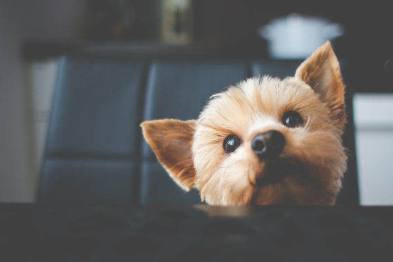 DoggyDay Centre Canin | Premier Pet Services Montreal