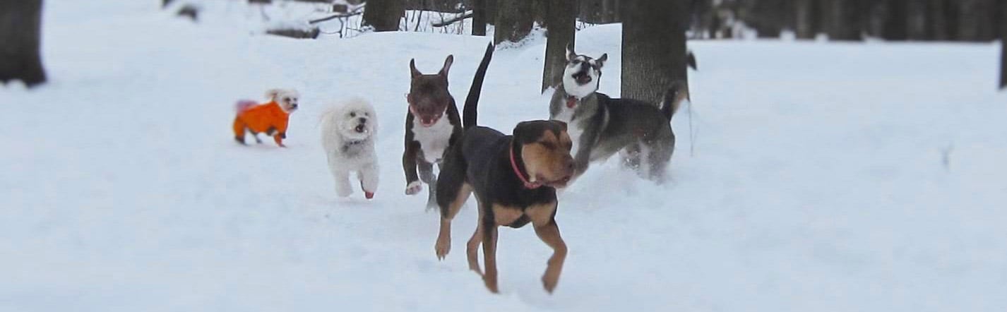 Bark n 'Fly | Boarding for your dog while you travel